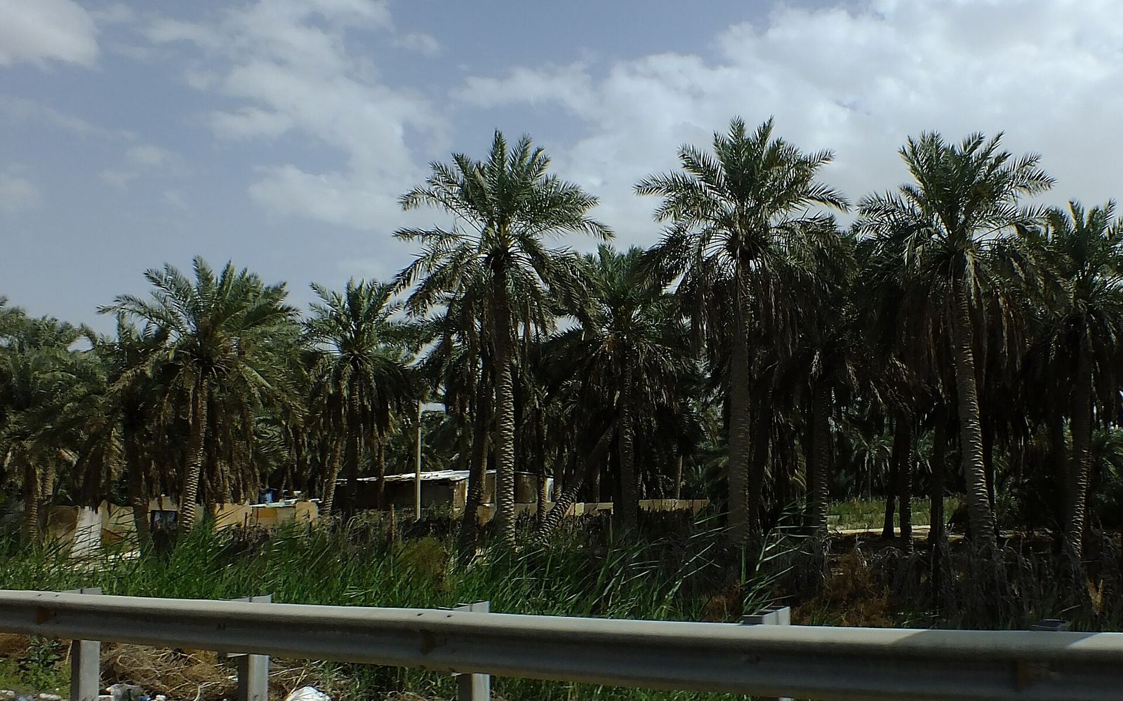الأحساء